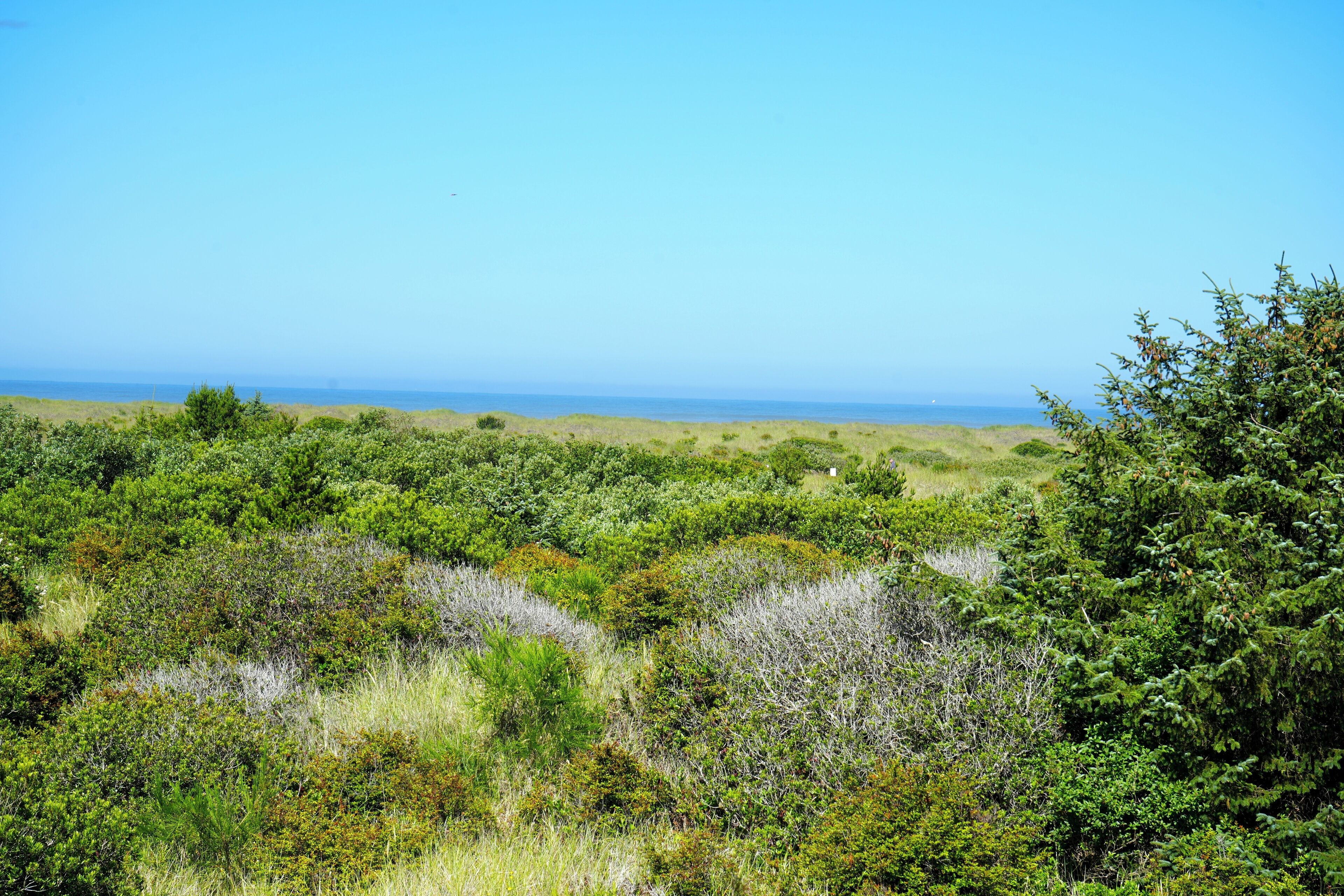 Un paysage côtier caractérisé par une végétation luxuriante et une vue dégagée sur l’océan.