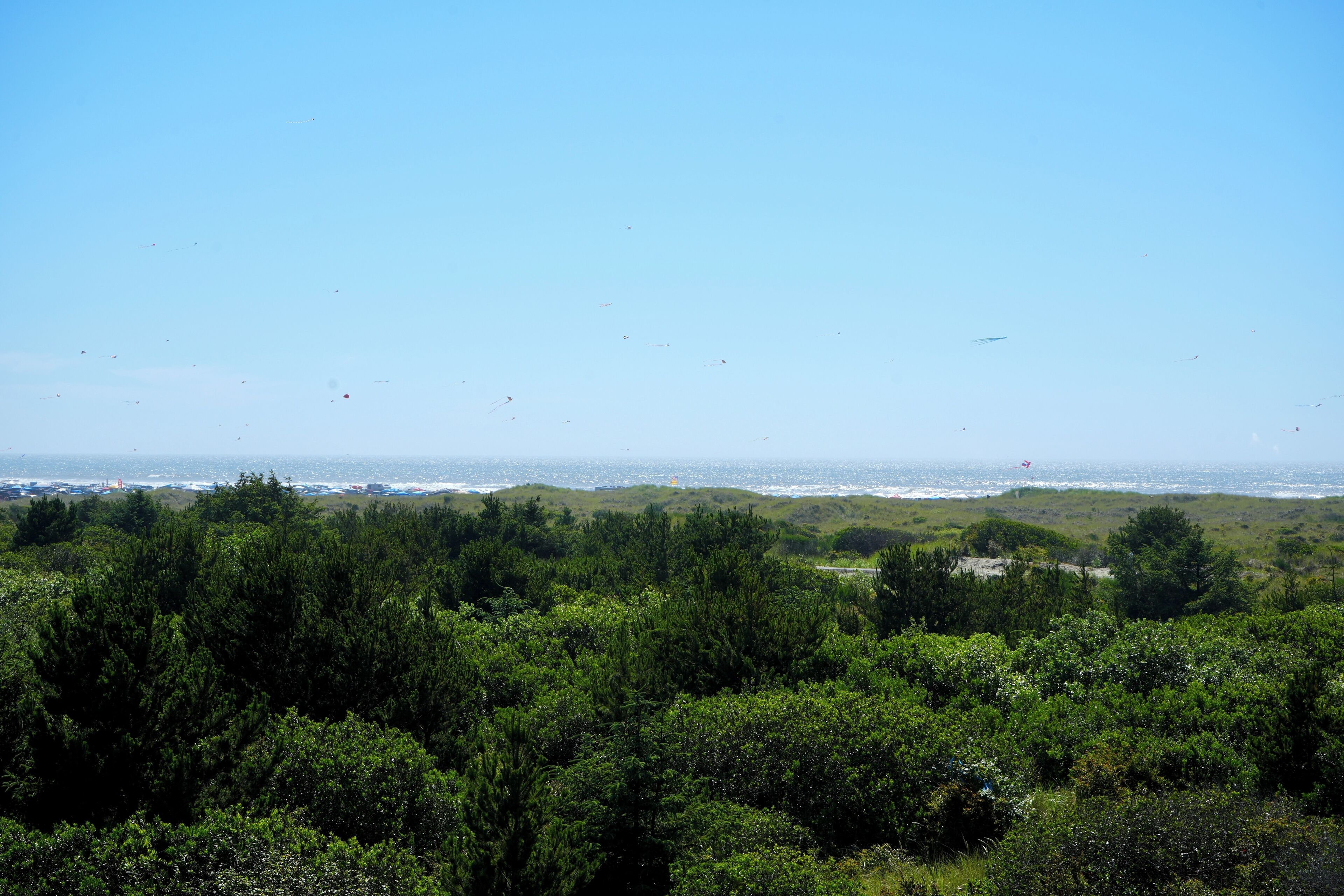 Paisaje costero con abundante vegetación y una vista despejada del océano.