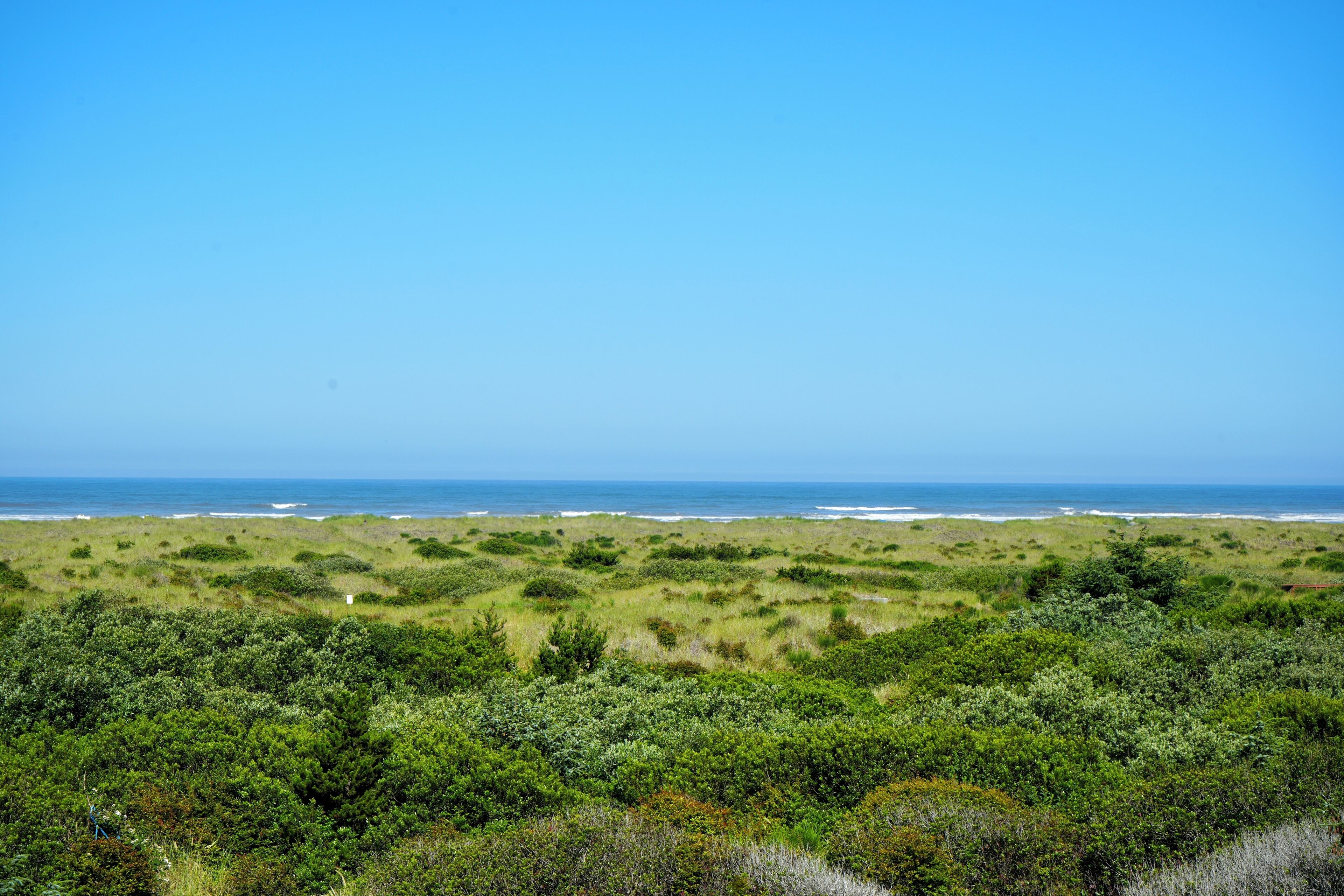 Ett kustlandskap med tät vegetation och utsikt över havet.