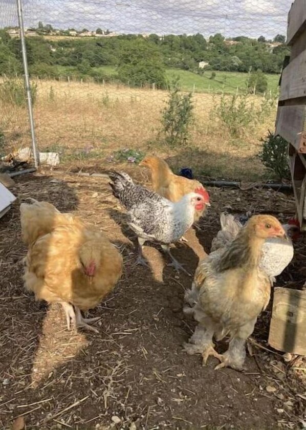 Miscellaneous - Maison Damour (Longèves)