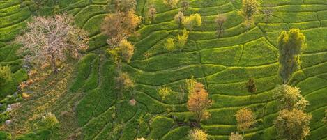 Terraced tea plantations with trees and pathways.