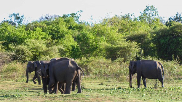 A group of elephants in a grassy field with dense trees in the background.