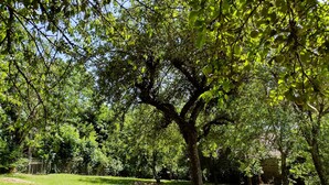 Een park met bomen, een gazon en een gebouw op de achtergrond.