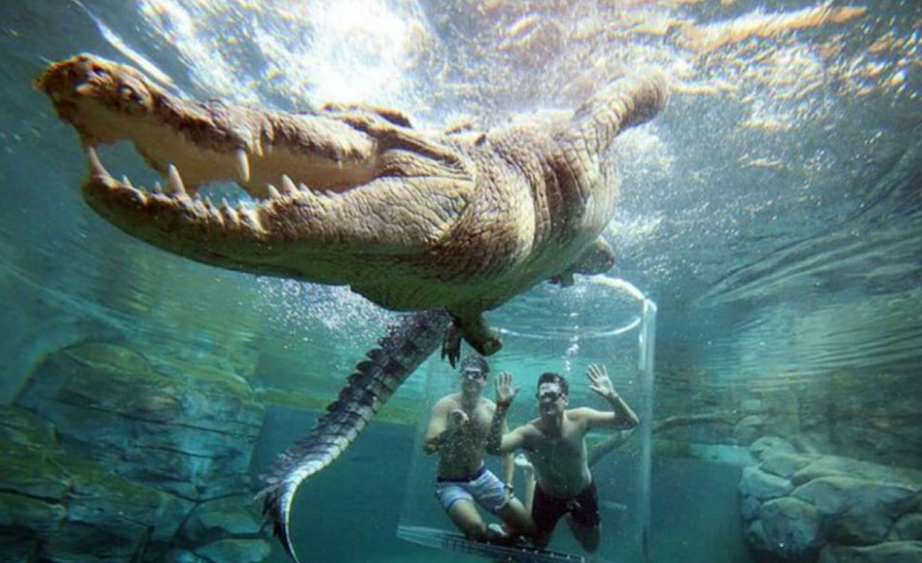 Une scène sous-marine avec un grand crocodile et deux plongeurs.