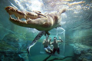 An underwater scene with a large crocodile and two people. - Coastal Elegance Sunset Pool Balcony Dining (Darwin)