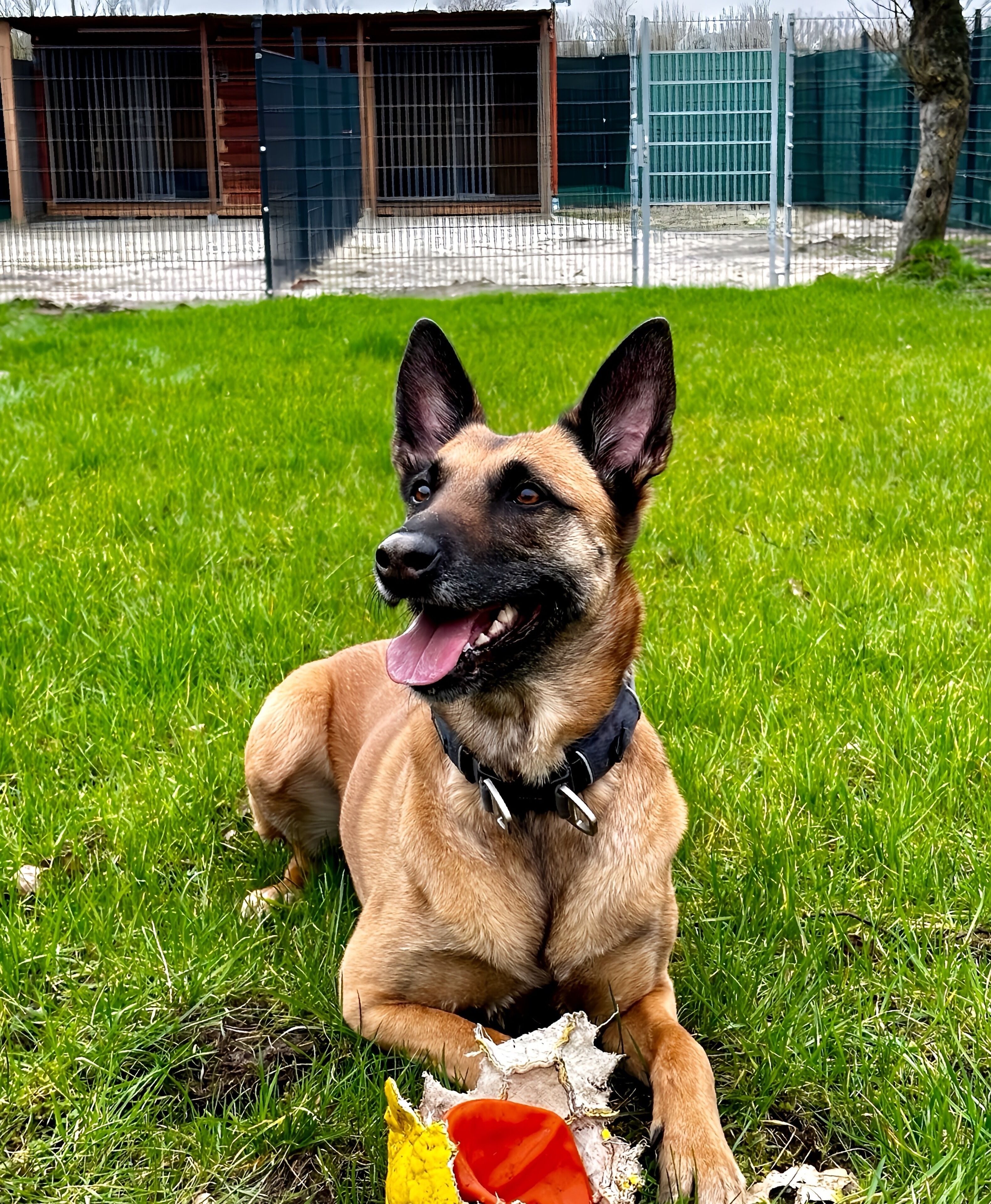 Een hond ligt op het gras met een stuk scheurend papier in de buurt.