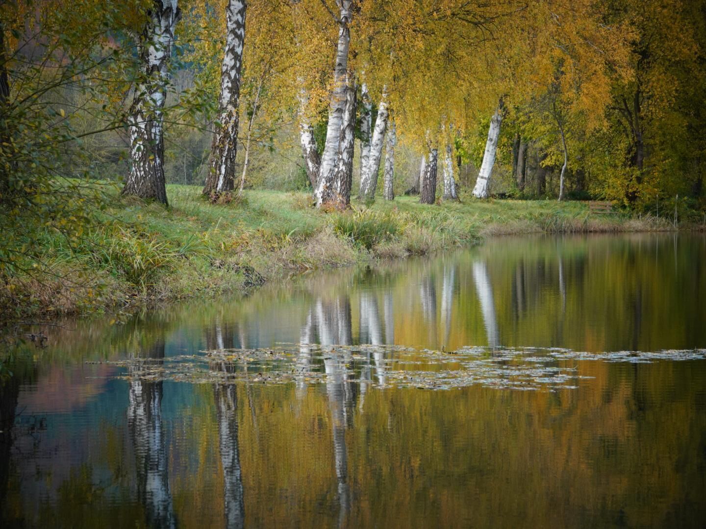 Een kalm meer, omringd door berkenbomen met gele bladeren, waarin bomen en lucht zich spiegelen.