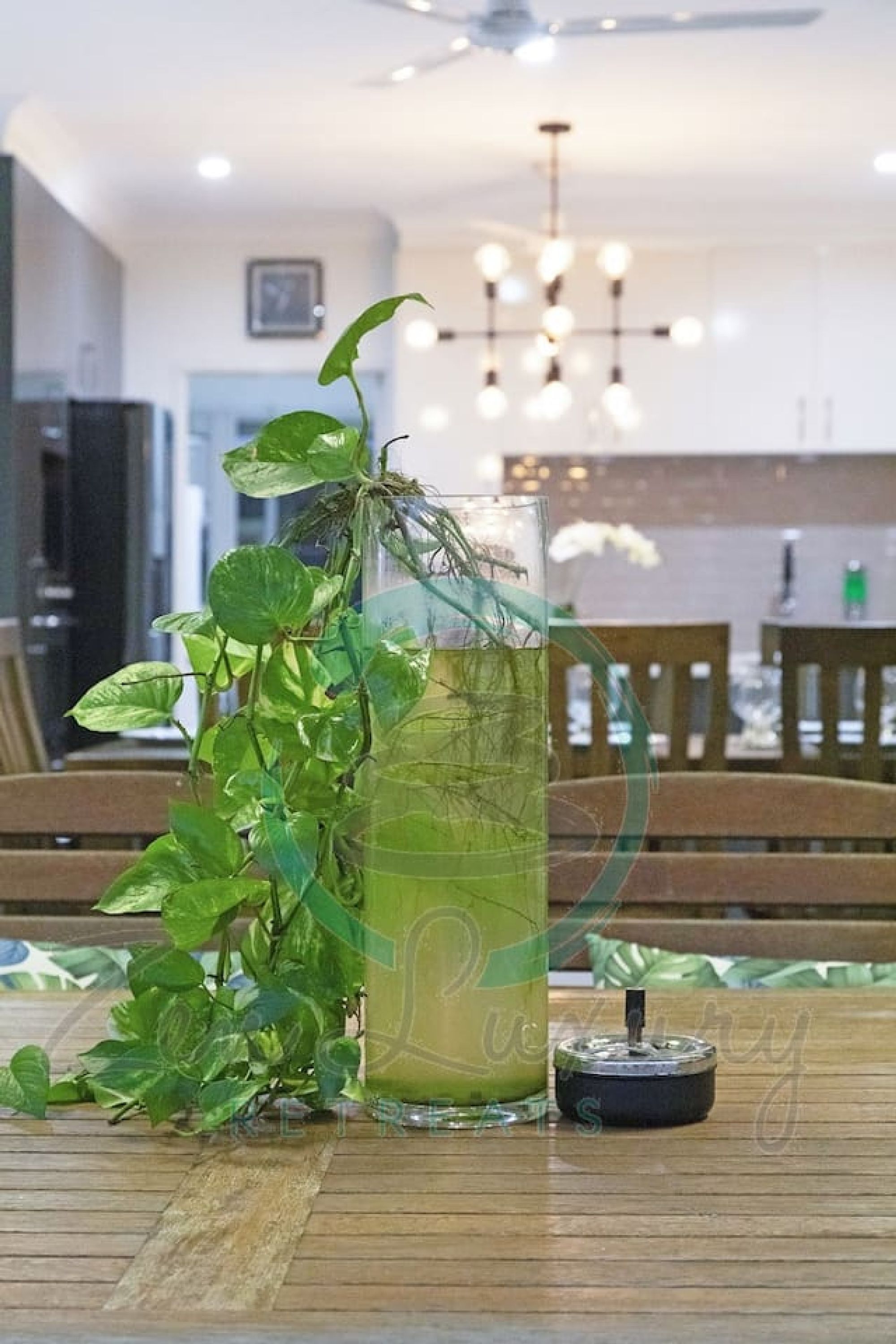 A green plant in a glass vase on a wooden table, with a ceiling fan and chandelier in the background.