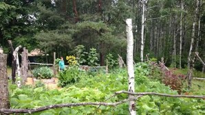 Jardí amb diverses plantes i una persona al fons.