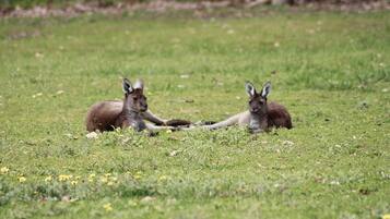 Two kangaroos lying on a grassy field.