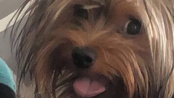Pet-friendly