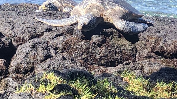 A sea turtle on a rocky surface near water. - Waikiki studio, panoramic view, lots of amenities, 10 min walk to the beach! (Honolulu)