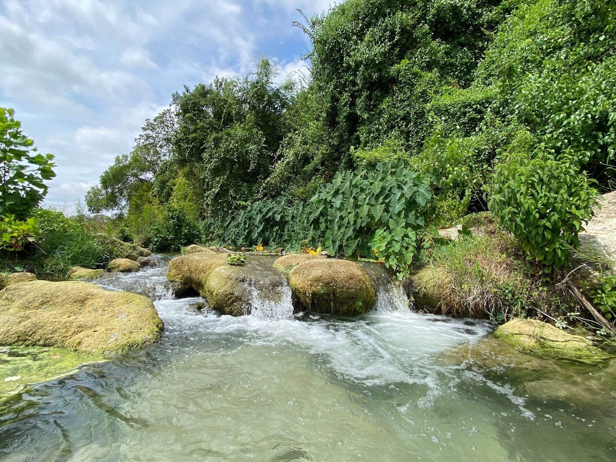 A natural stream flowing over moss-covered rocks, surrounded by dense greenery and trees.