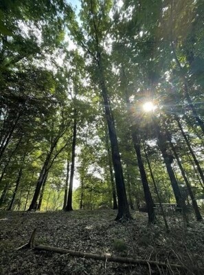 Property grounds - Rooted Escapes Primitive Site #4 (Lawrenceburg)