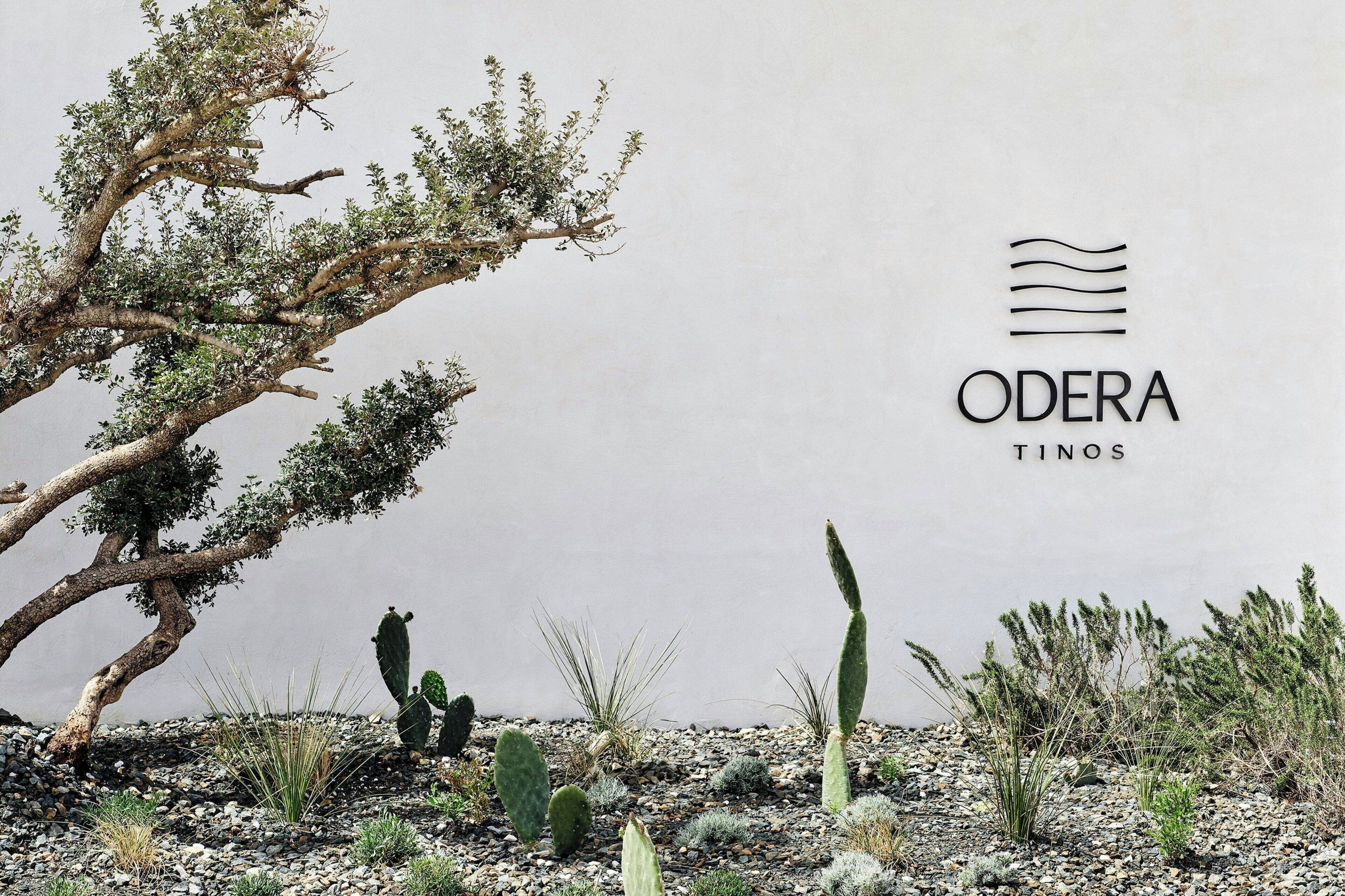 Un paysage désertique avec un cactus et un arbre, et le texte « ODERA TIROS ».