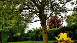 A garden with a large tree and a planter with yellow flowers. - Deluxe 2 Bed Versace Hottub Skytv (Saffron Walden)