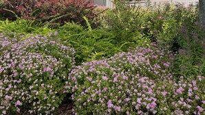 Ein Wohngebiet mit einer Häuserreihe, einem Glockenturm und einem gepflegten Garten mit rosa Blumen.