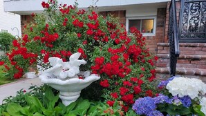 En trädgård med ett vitt fågelbad, röda och vita blommor och grönt lövverk.