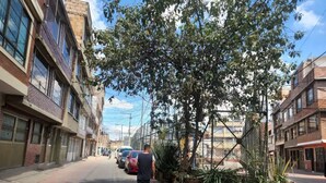 Une rue bordée de bâtiments des deux côtés, un arbre avec des plantes en pot et une personne promenant un chien.