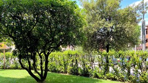 A well-maintained grassy area with mature trees and a clear view of a parking lot in the background. - Holiday apartment 200 m to the beach (Sirmione)