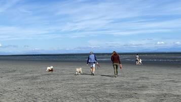 Playa en los alrededores y camastros
