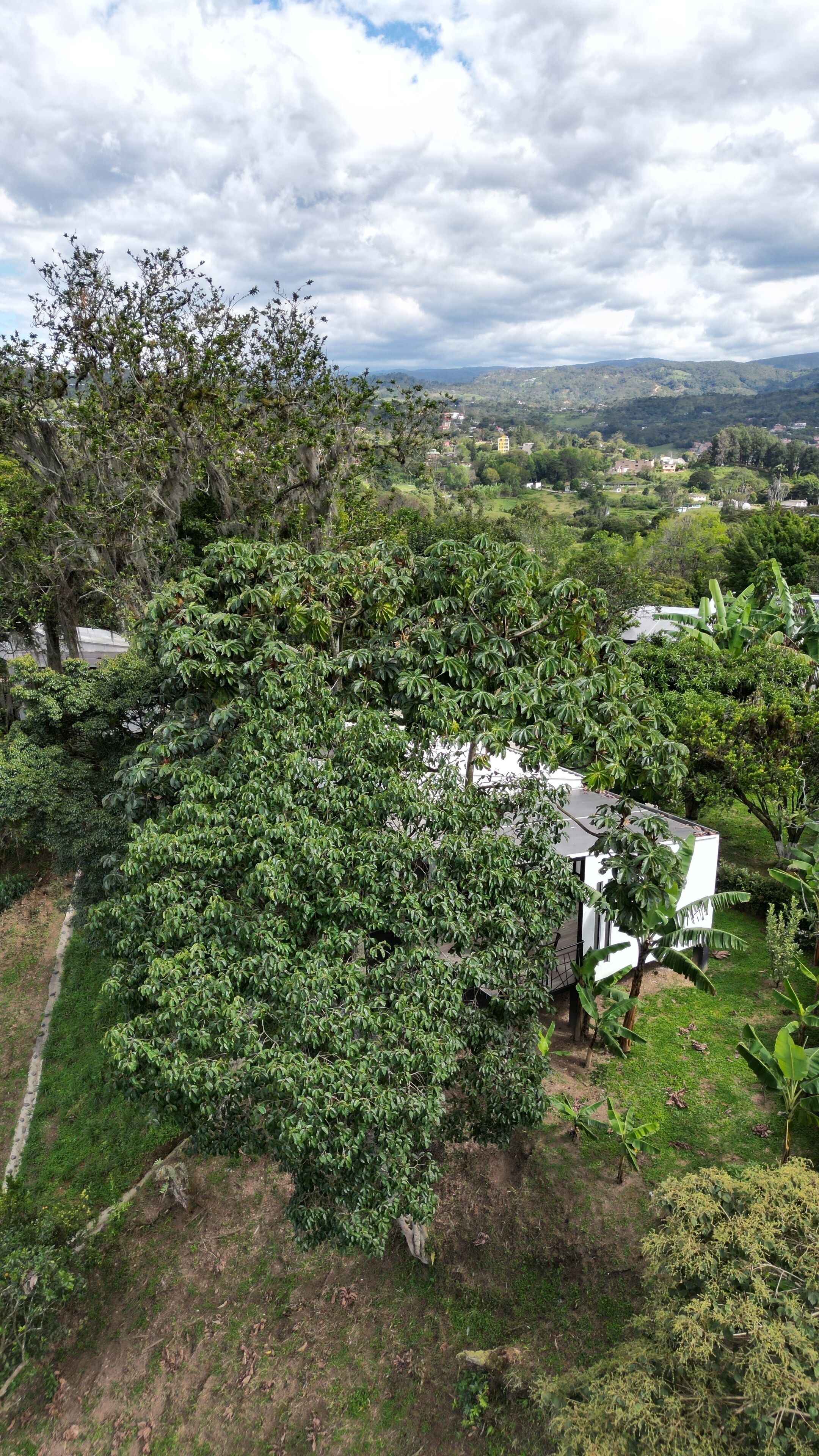Un paisaje verde exuberante con un edificio blanco rodeado de vegetación densa.