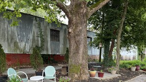 A courtyard with outdoor seating, a large tree, and potted plants.