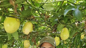 A person holding several yellow fruits in a garden with green foliage and trees. - Pradera Ecoliving (Betania)