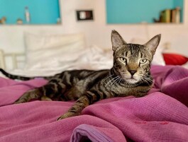 Un gatto sdraiato su un letto con una coperta rosa.