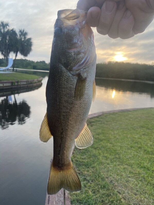 Una persona sosteniendo un pez cerca de un cuerpo de agua, con un atardecer de fondo.