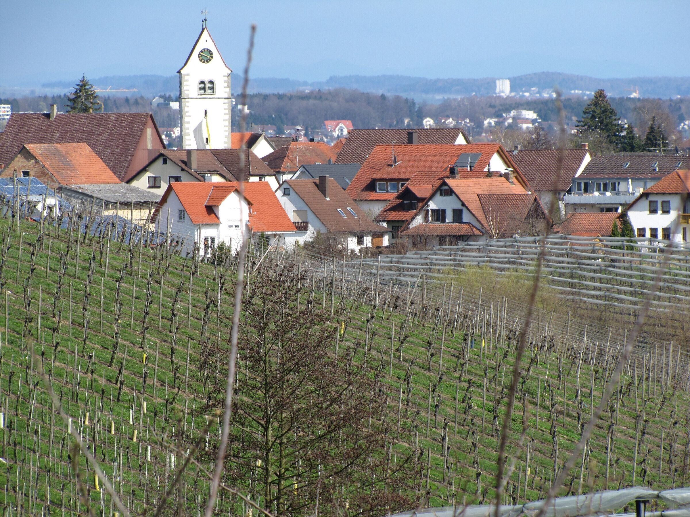 A vineyard with rows of grapevines and a town with traditional buildings and a church tower in the background.
