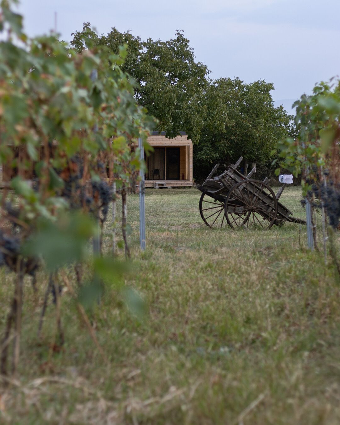 A rustic wooden structure with a large window, surrounded by a grassy area and a wooden cart.