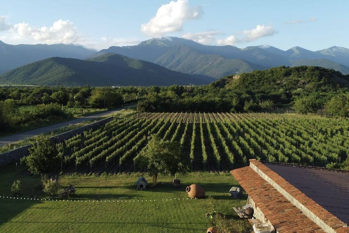 Un vignoble avec des rangées de vignes, une petite maison et des montagnes en arrière-plan.
