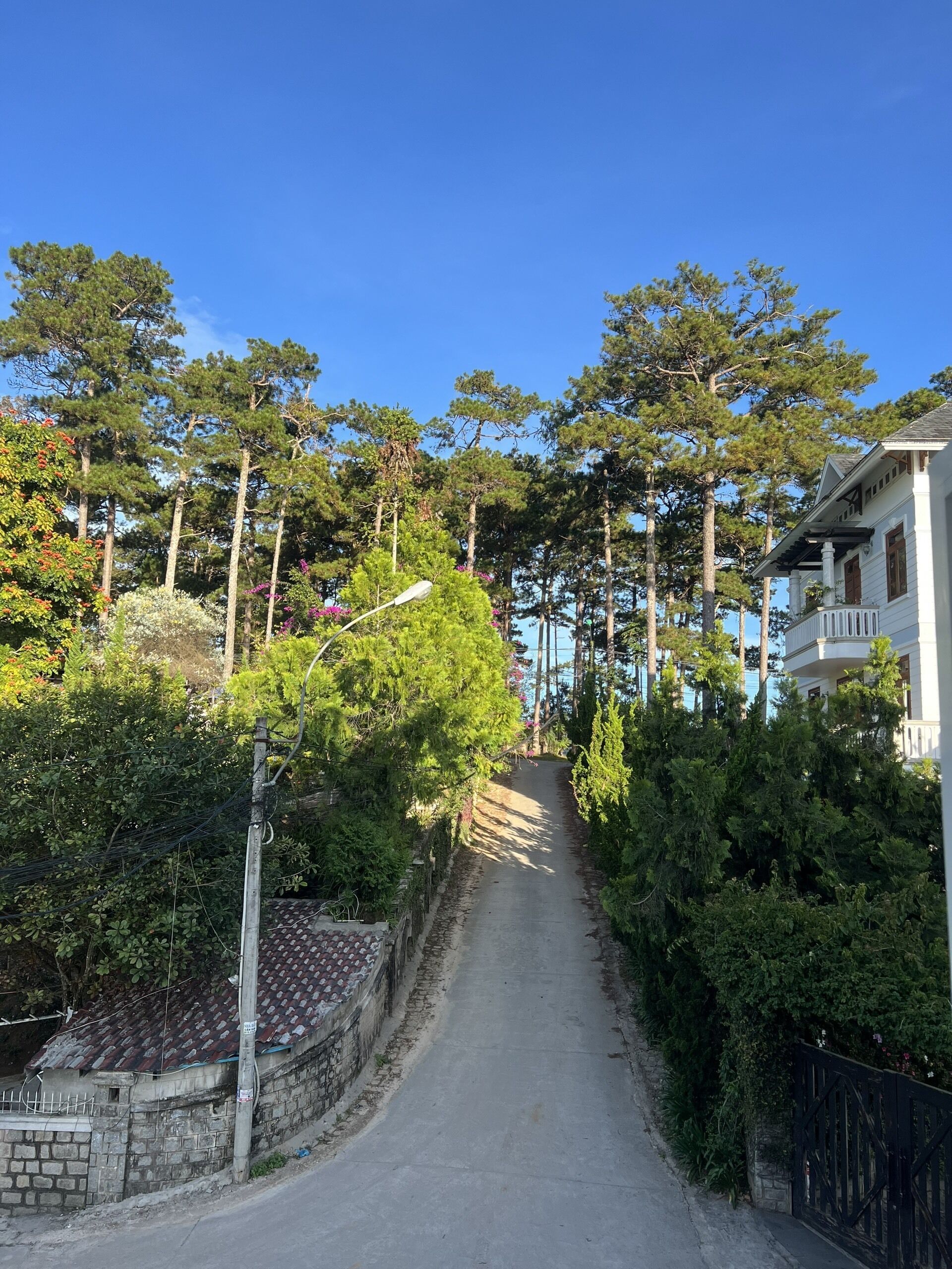 A narrow pathway flanked by dense greenery and tall trees, leading to a white building with a balcony.