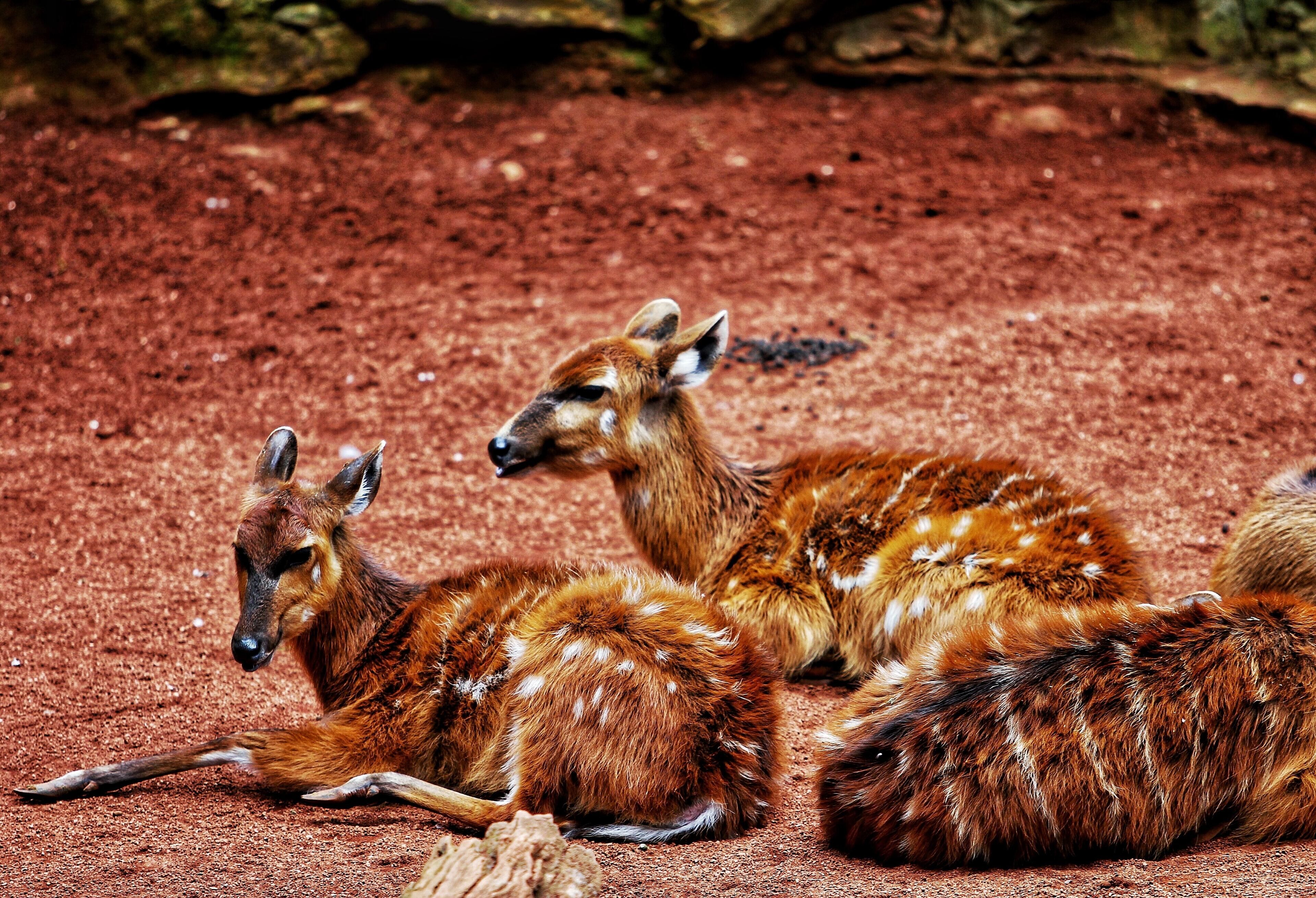 Three deer lying on reddish-brown ground.