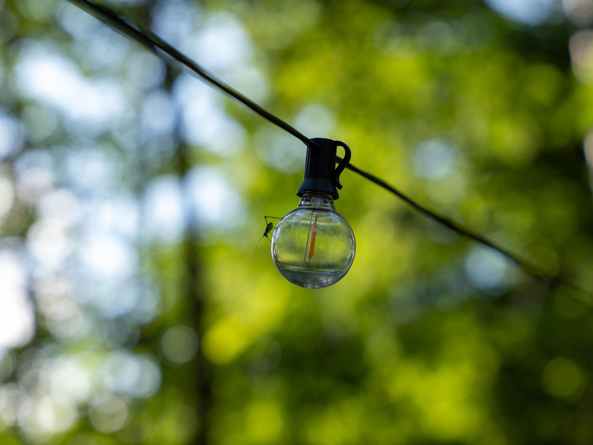 Une ampoule en verre transparent suspendue à un fil sur un fond vert flou.