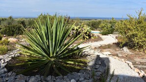 Un jardín con una gran planta de agave, un sendero de piedra y una piscina al fondo.