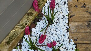 Ein Gartenbereich mit weißen Kieselsteinen und rosa Blüten, begrenzt von einer Holzterrasse und einer Steinmauer.