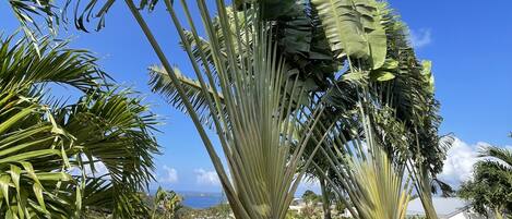 A palm tree with a textured trunk and large green leaves in a landscaped garden with gravel ground.