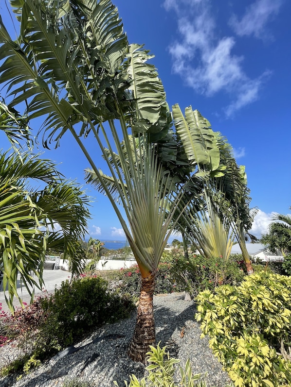 Una palmera con tronco texturizado y hojas verdes grandes en un jardín ajardinado con suelo de grava.