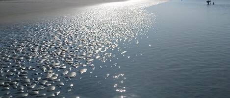 Playa en los alrededores