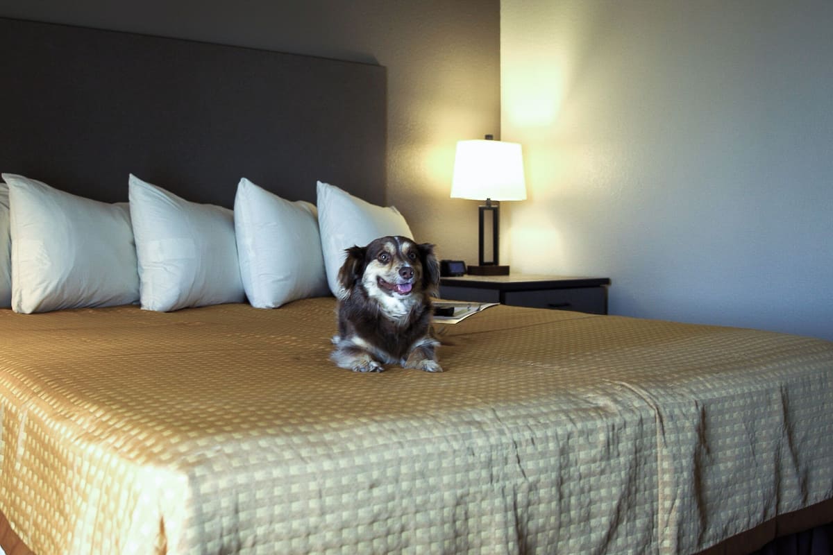 A dog sitting on a bed with a headboard and pillows, a nightstand with a lamp, and a wall with a light switch.