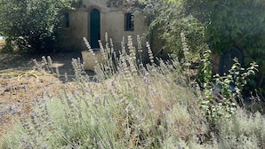 A rustic stone building with a green door and windows, surrounded by dense vegetation and wildflowers. - Les Glycines (Trausse)