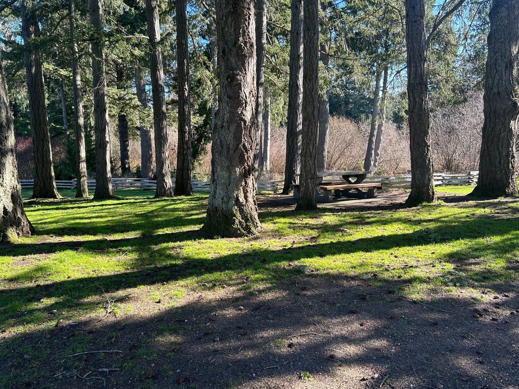 A forested area with a picnic table and benches.