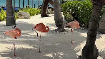 Una playa arenosa con tres flamencos cerca de palmeras.
