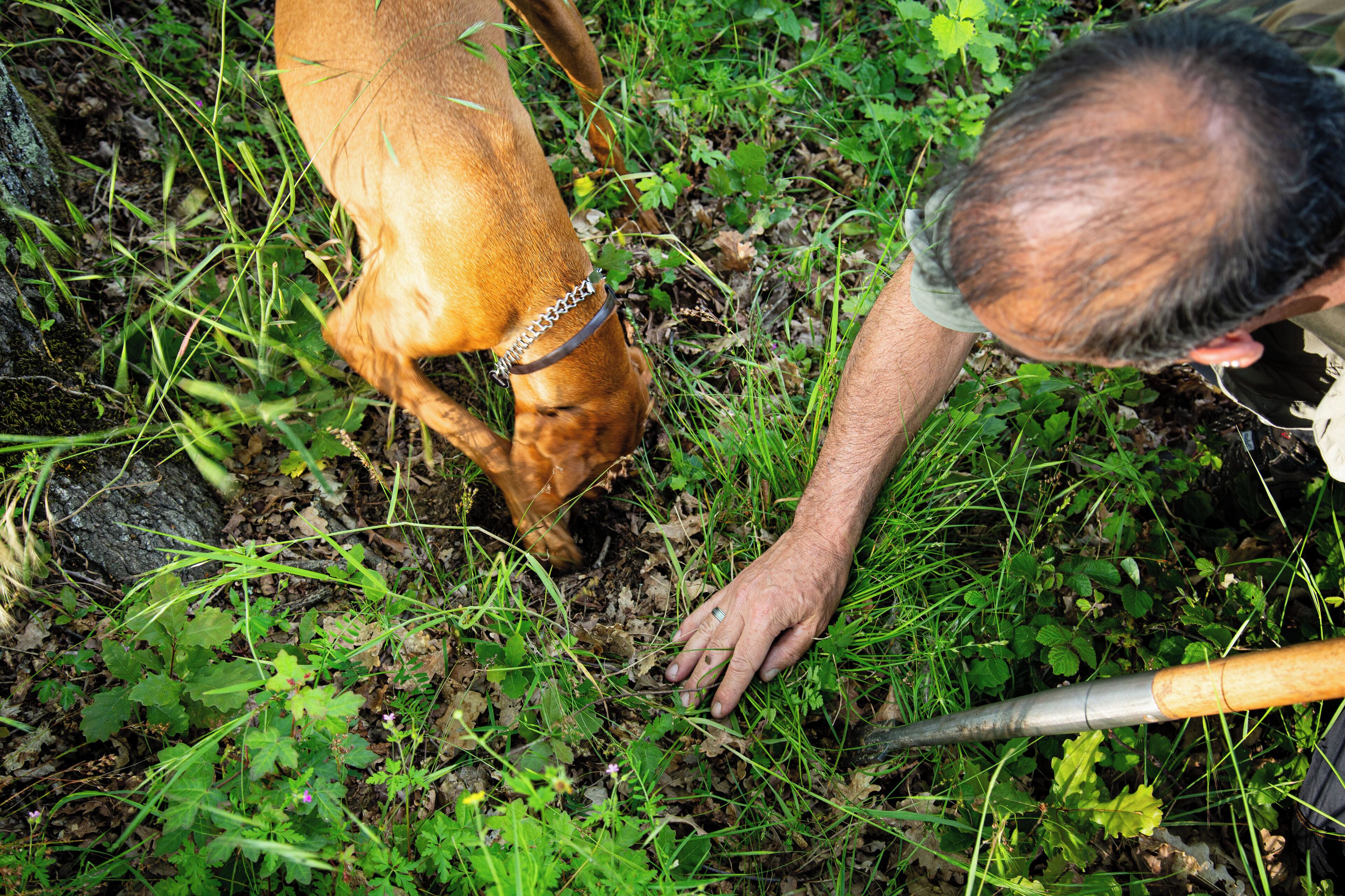 Una persona con un perro en un entorno natural al aire libre.
