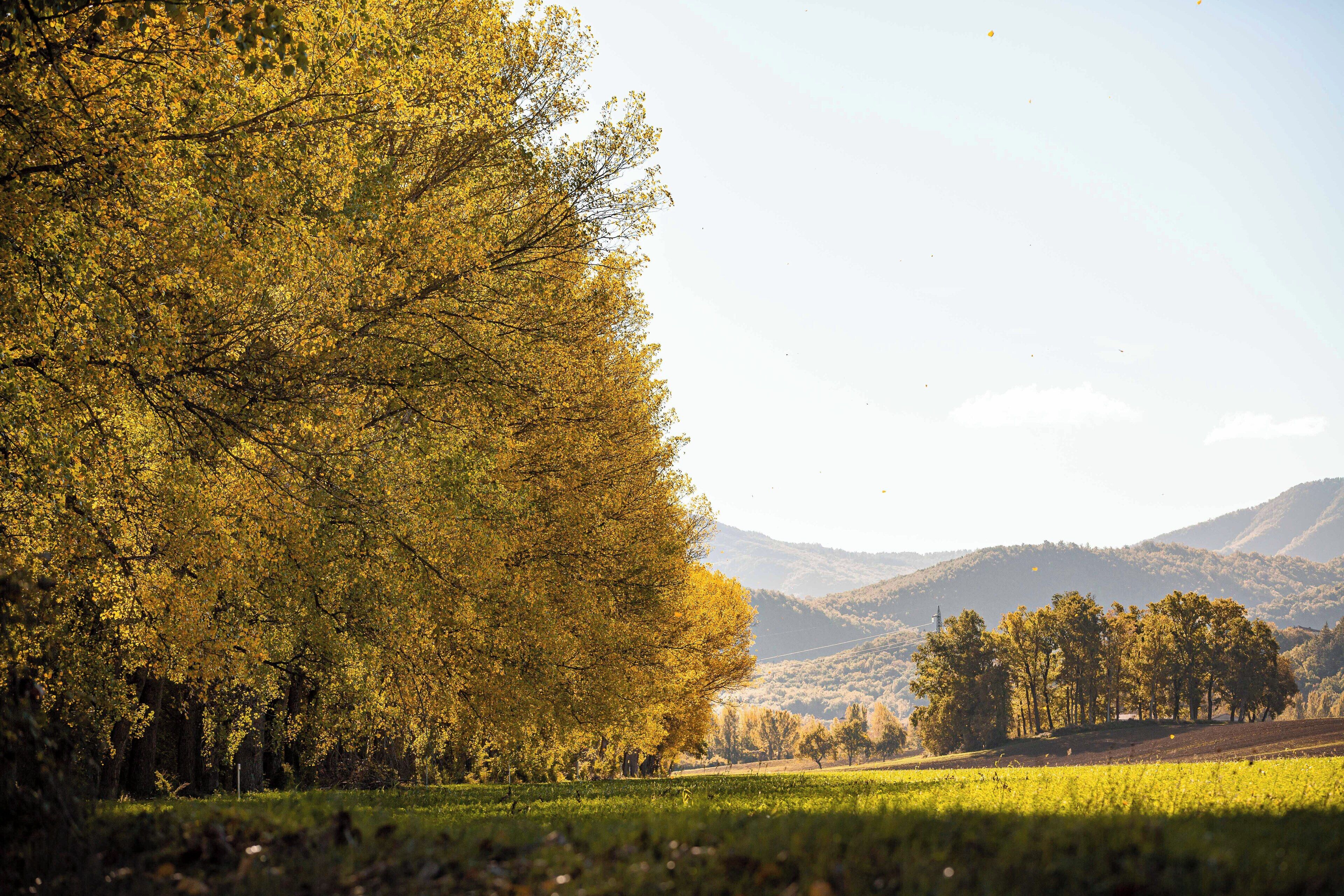 Paisaje con un árbol grande a la izquierda y un campo en primer plano.