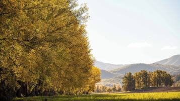Paisaje con un árbol grande a la izquierda y un campo en primer plano.