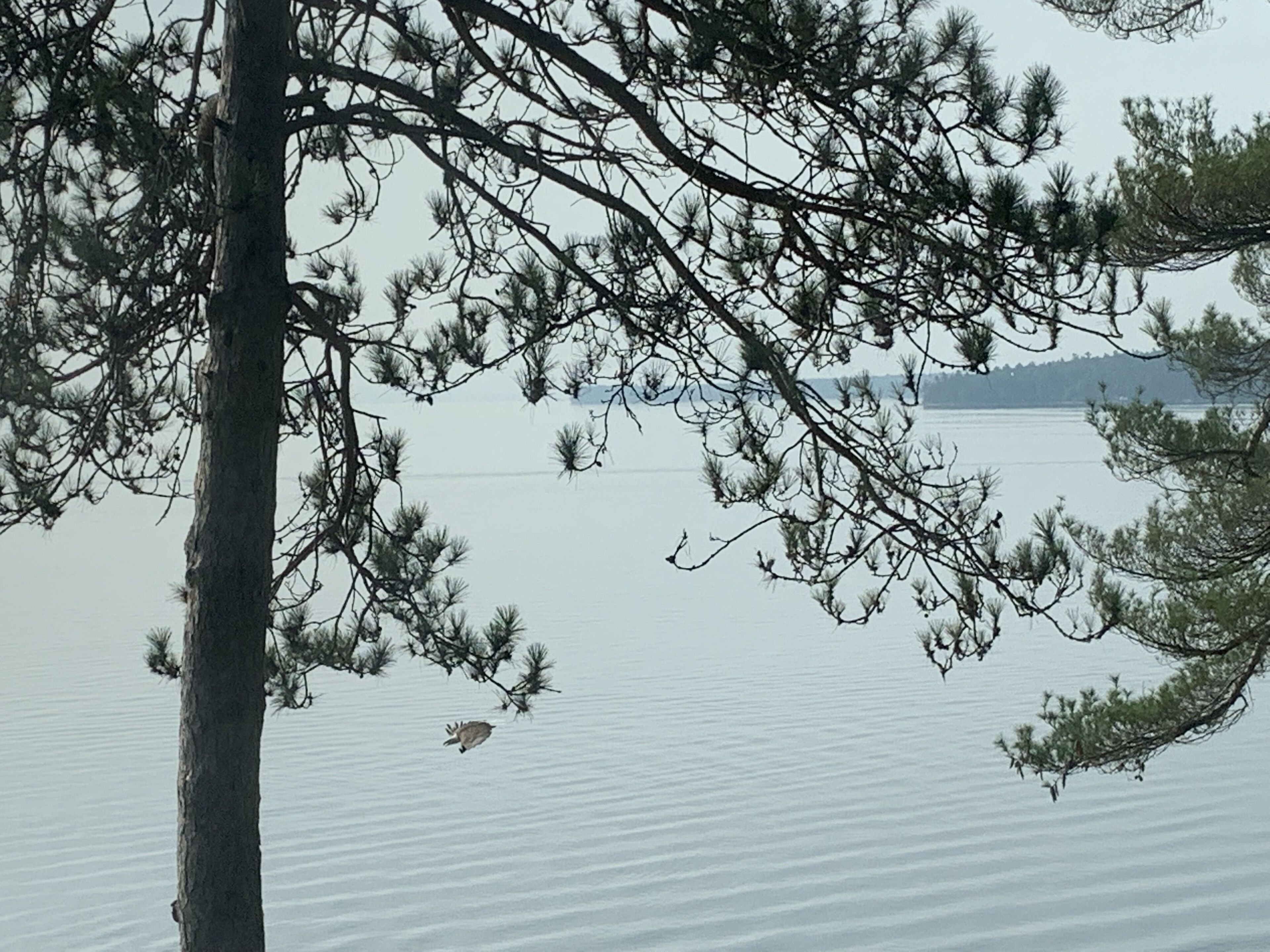 A calm lake with a tree in the foreground and a distant shoreline.
