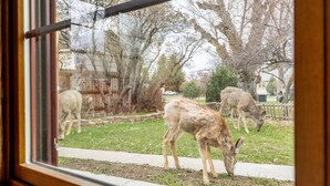 A window view of a fenced outdoor area with trees and a grassy lawn.